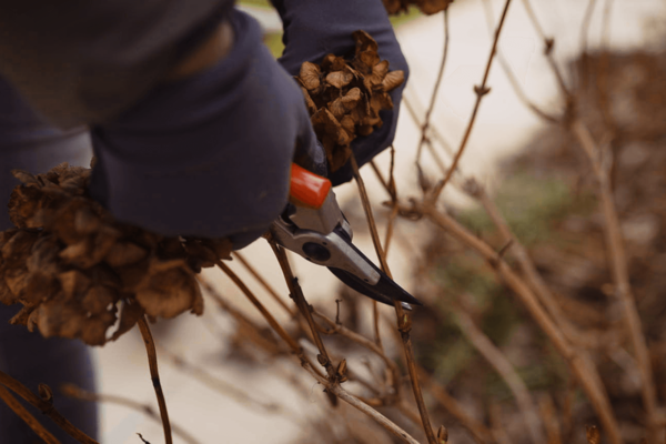 Obstbaum Richtig Schneiden | Starkl Gartenblog - Tipps & Tricks Rund Um ...